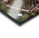 Great Gray Owl Acrylic print