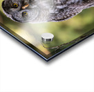 Great Gray Owlet Impression Acrylique