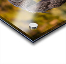 Great Gray Owl Acrylic print