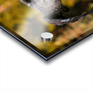 Great Gray Owl Acrylic print