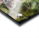 Great Gray Owl Acrylic print