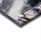 Black Bear Acrylic print