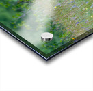 Black Bear Acrylic print