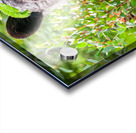 Black Bear Acrylic print