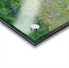 Black Bear Acrylic print