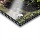 Black Bear Cub Acrylic print