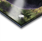 Black Bear Acrylic print