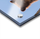 Black Bear Cub Acrylic print