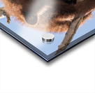 Black Bear Cub Acrylic print