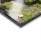 Black Bear Cubs Acrylic print