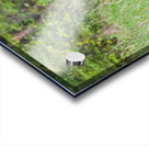 Black Bear Acrylic print