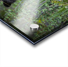 Black Bear Cub Acrylic print