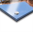 Black Bear Cub Acrylic print