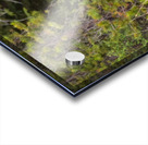 Black Bear Acrylic print