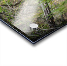 Black Bear Cub Acrylic print