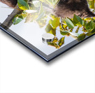 Black Bear Cub Acrylic print