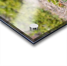 Black Bear Cub Acrylic print