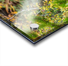 Black Bear Acrylic print