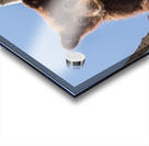 Black Bear Cub Acrylic print