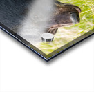 Black Bear Sow with Cub Acrylic print