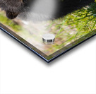 Black Bear Cub Acrylic print