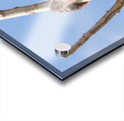 Black Bear Cub Acrylic print