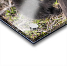 Black Bear Cub Acrylic print