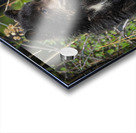 Black Bear Cub Acrylic print