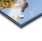 Black Bear Cubs Acrylic print