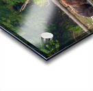 Grizzly Sow with Cubs Acrylic print