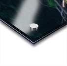 Grizzly Sow Acrylic print