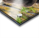 Grizzly Boar Acrylic print