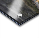 Grizzly Sow Acrylic print