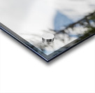 Grizzly Boar Acrylic print