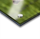 Grizzly Boar Acrylic print