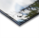 Grizzly Boar Acrylic print