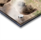 Grizzly Siblings Acrylic print