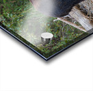 Grizzly Sow Acrylic print