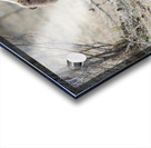 Grizzly Boar Acrylic print