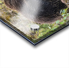 Grizzly Boar Acrylic print