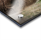 Grizzly Boar Acrylic print