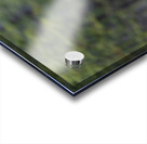 Grizzly Boar Acrylic print