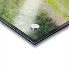 Grizzly Boar Acrylic print