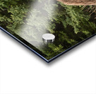 Grizzly Boar Acrylic print