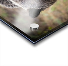 Grizzly Boar Acrylic print