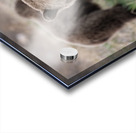 Grizzly Siblings Acrylic print