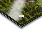 Grizzly Sow Acrylic print