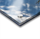 Grizzly Boar Acrylic print