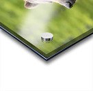 Grizzly Boar Acrylic print