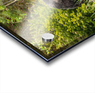 Grizzly Sow with Cub Acrylic print